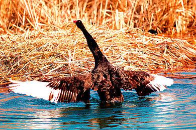 奇特冒险游戏《小小冒险家》5＆30推出